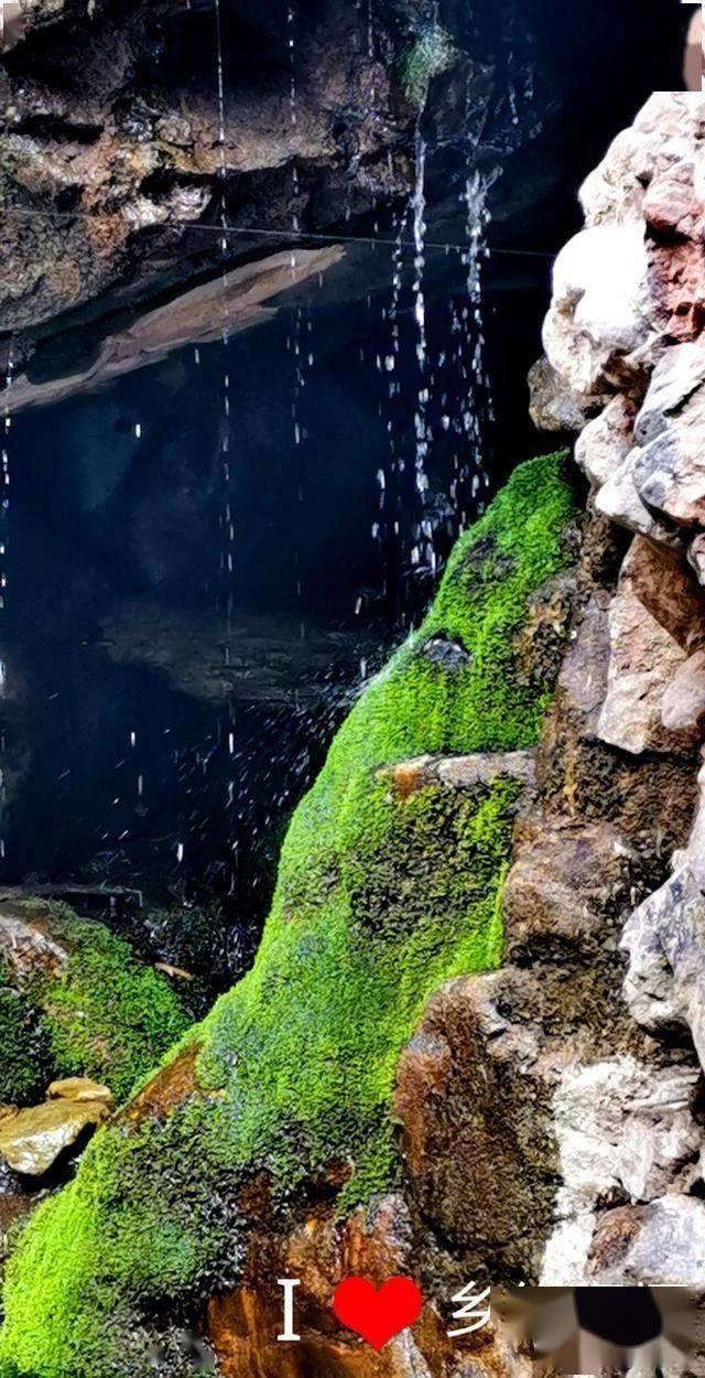 植物大战僵尸2